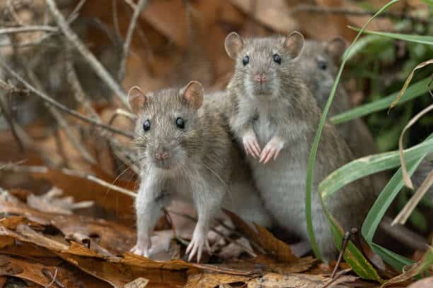 NE SONT-ILS PAS MIGNONS!